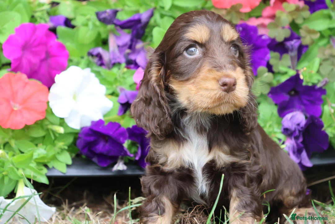 Cocker Spaniel dogs for sale: Family raised champion cocker spaniel 2 left - Image 2