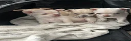 Chihuahua dogs for sale: *READY 24TH JUNE * Chihuahua pups for sale - Advert 18