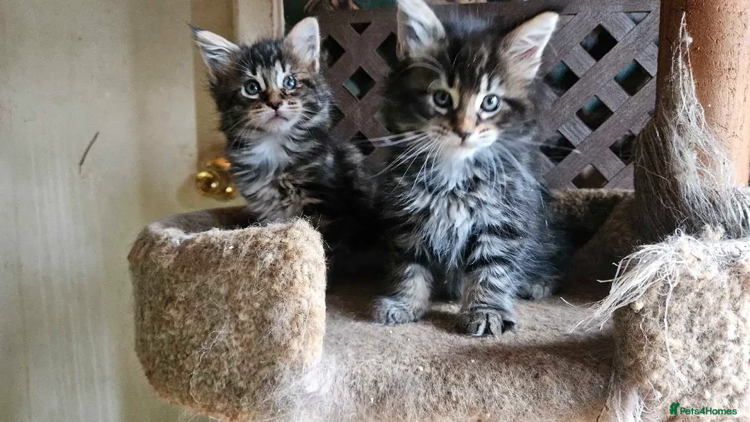 Maine Coon cats for sale: Raare Maine Coons - Image 1