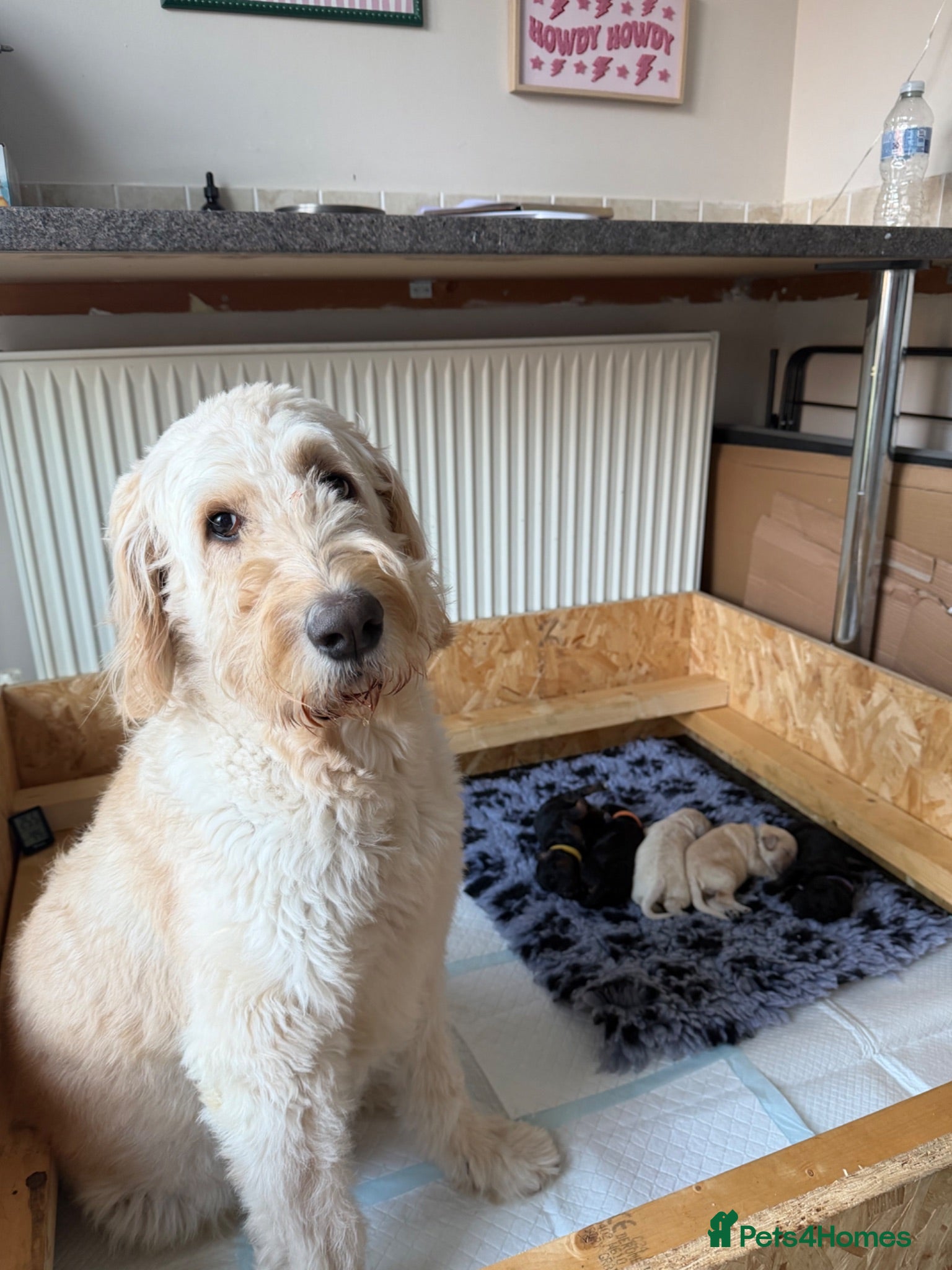 Mini Goldendoodle dogs F1b Mini Goldendoodle Puppies. Ready to Reserve 🤍 - Advert 2