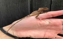 Iguana reptiles for sale: Eastern Casquehead & Hernandezs Helmeted Iguanas in Downham Market - Image 9