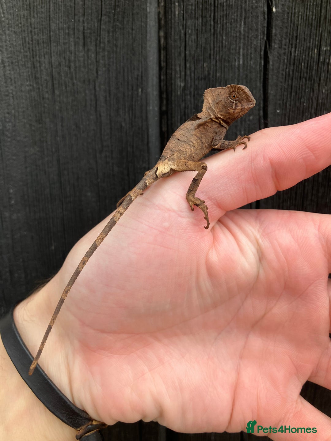 Iguana reptiles for sale: Eastern Casquehead & Hernandezs Helmeted Iguanas in Downham Market - Image 9