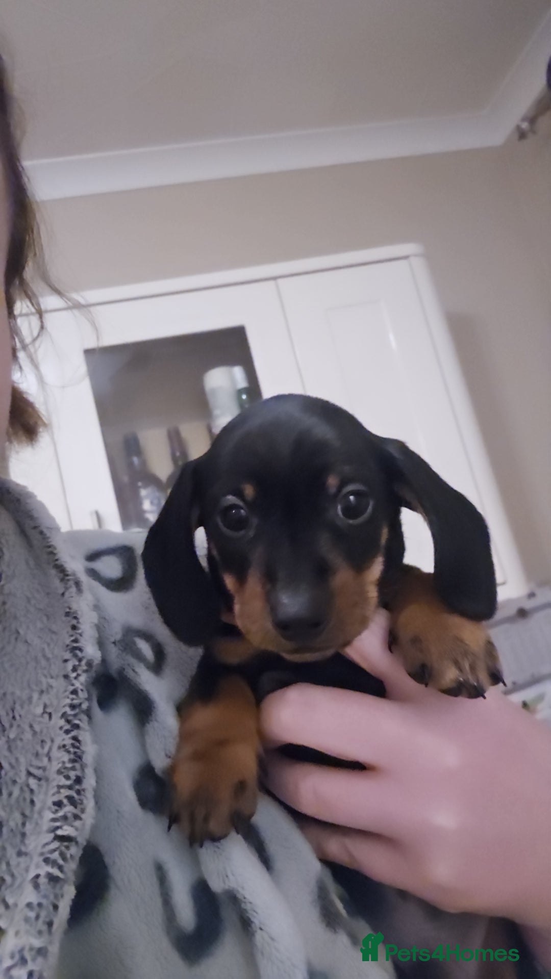 Miniature Dachshund dogs for sale: Miniature dachshund male puppies - Advert 37