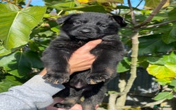 German Shepherd dogs for sale: Quality Kc Reg German shepherds - Image 4