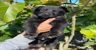 German Shepherd dogs - Advert 2