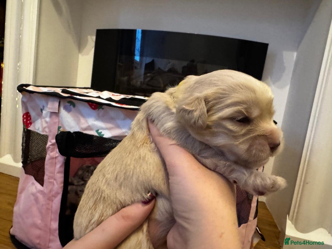 Mixed Breed dogs for sale: ✨Adorable Cockapompoo Puppies✨ - Advert 16