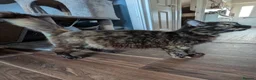 Mixed Breed cats for sale: 3 beautiful adorable kittens  in Bicester - Advert 1
