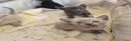Siamese cats for sale: Siamese - Advert 4