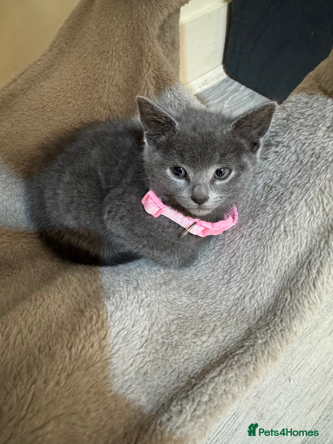 Russian Blue cats for sale: Russian Blue kittens - Advert 7
