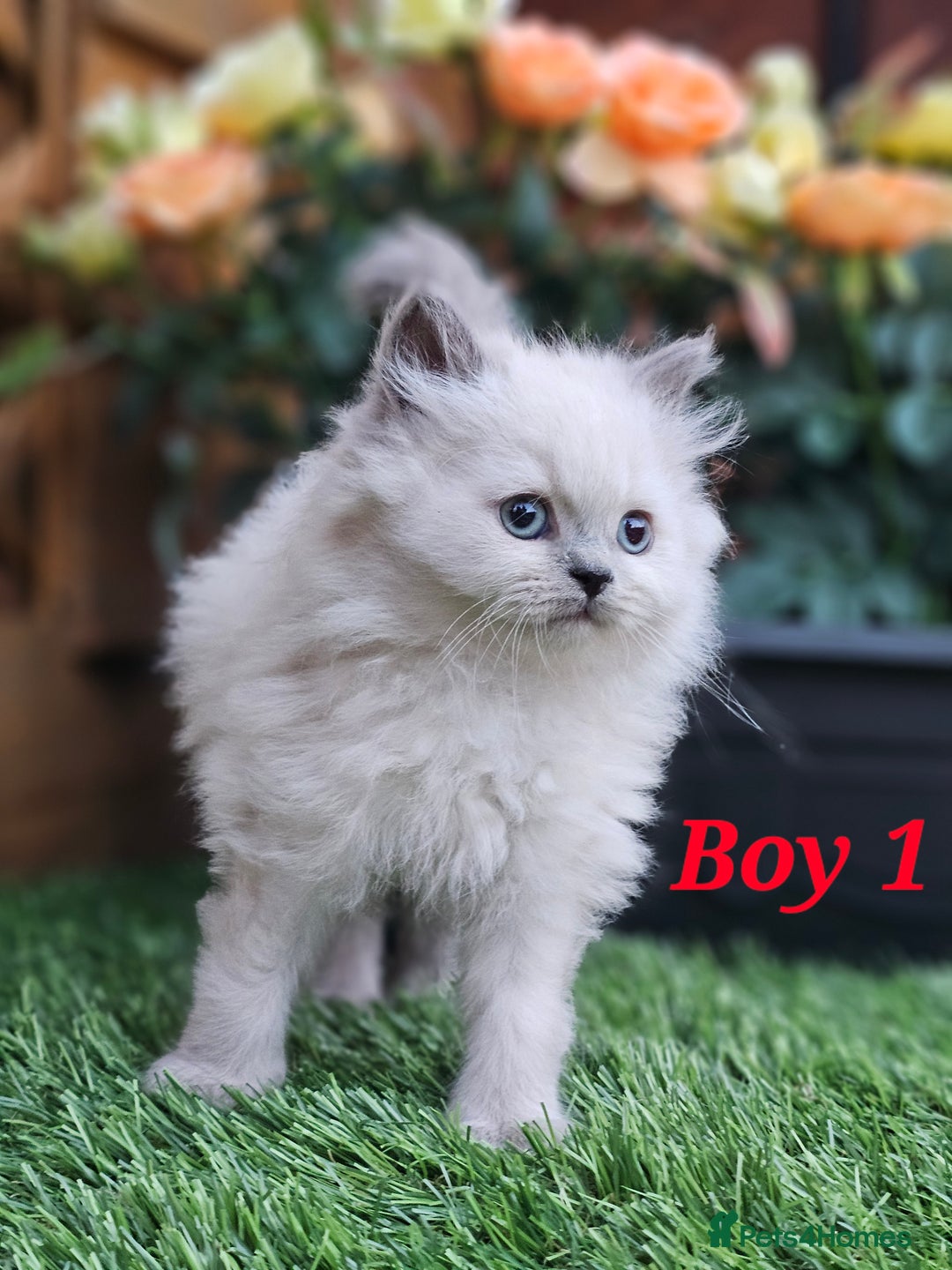 British Shorthair cats for sale: Last 4 male British Short-hair/long hair kittens  - Image 6