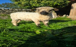 Sheep livestock for sale: Valais/Dartmoor Cross Ewe - Image 1