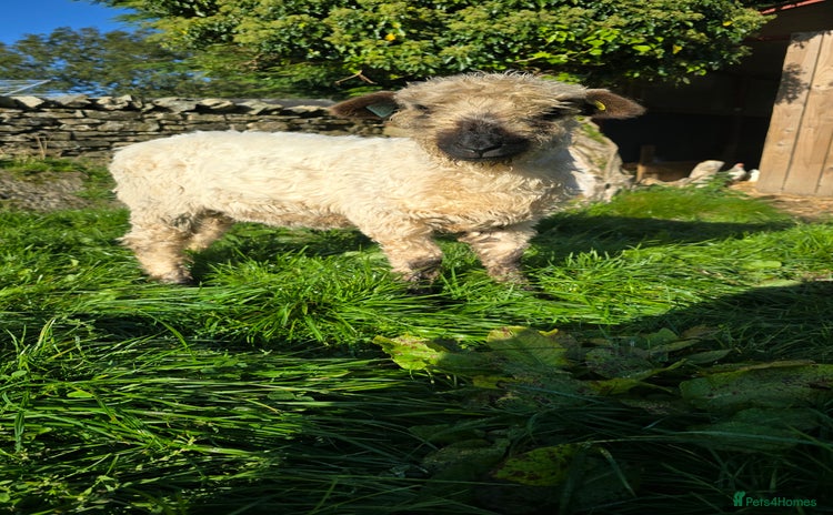 Sheep livestock - Advert 1