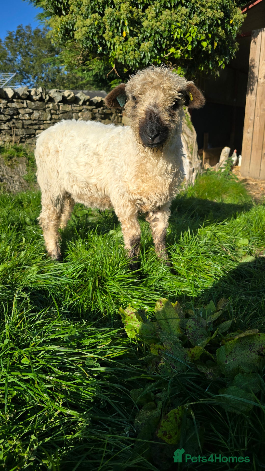 Sheep livestock for sale: Valais/Dartmoor Cross Ewe - Image 1