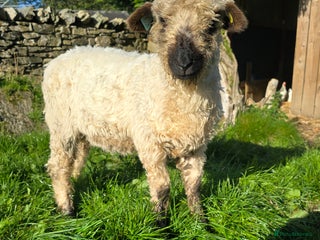 Sheep livestock - Advert 15