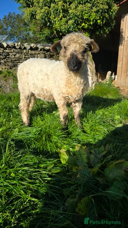 Sheep livestock - Advert 2