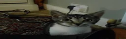 Domestic Shorthair cats for sale: FREE - 2 Cats to rehome in a loving home  in Carshalton - Advert 6