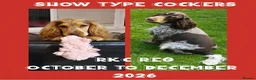 Cocker Spaniel dogs for sale: Rkc reg Show Cocker Puppies to view in March - Advert 6