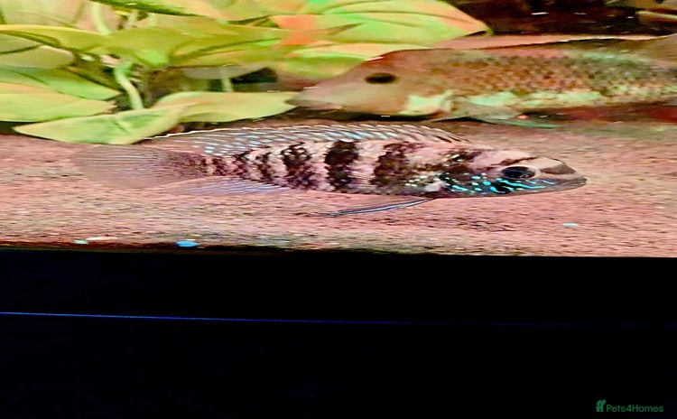 Cichlids fish - Advert 1