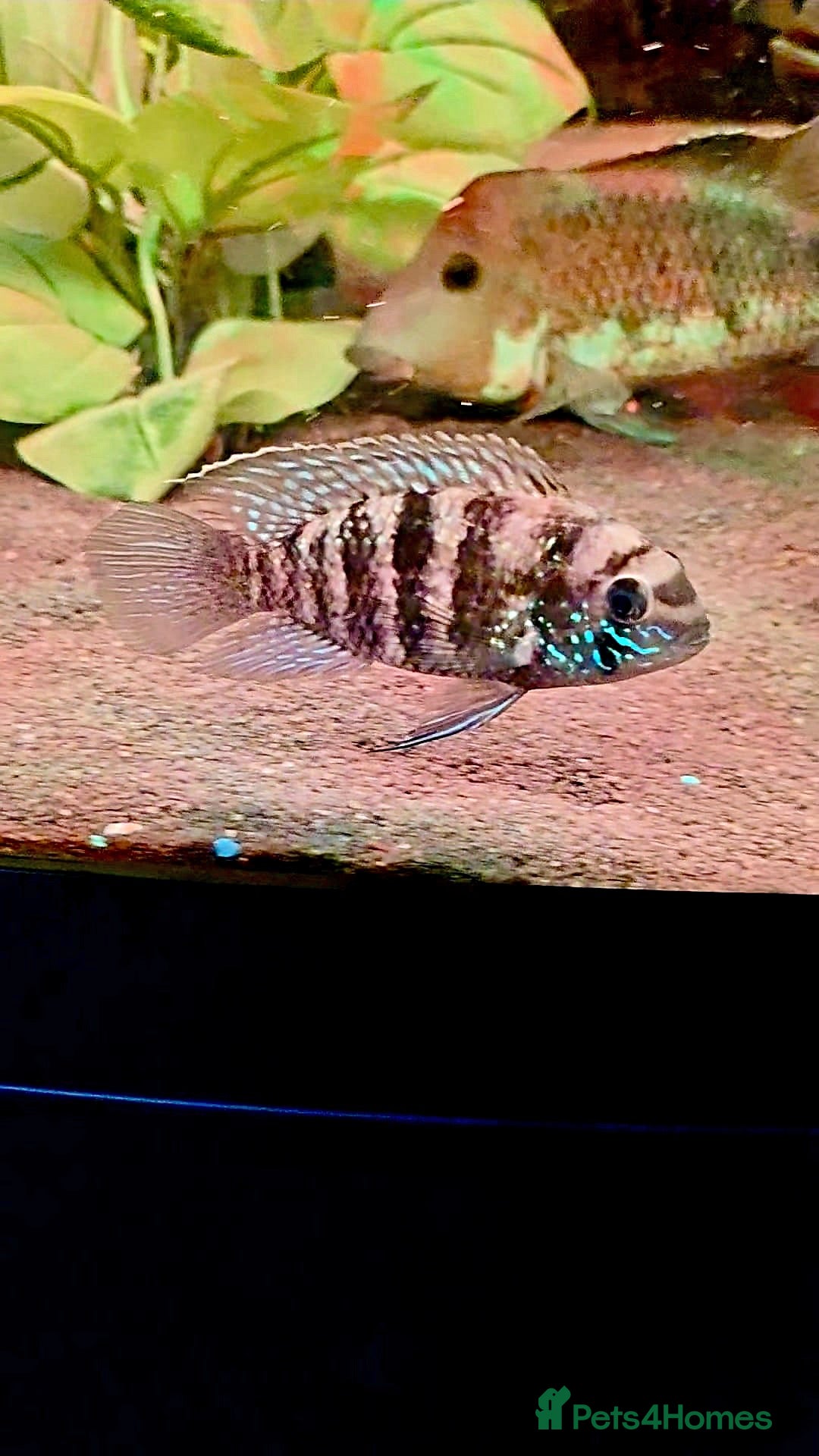 Cichlids fish for sale: Natural blue acaras and green terror for sale  - Image 1