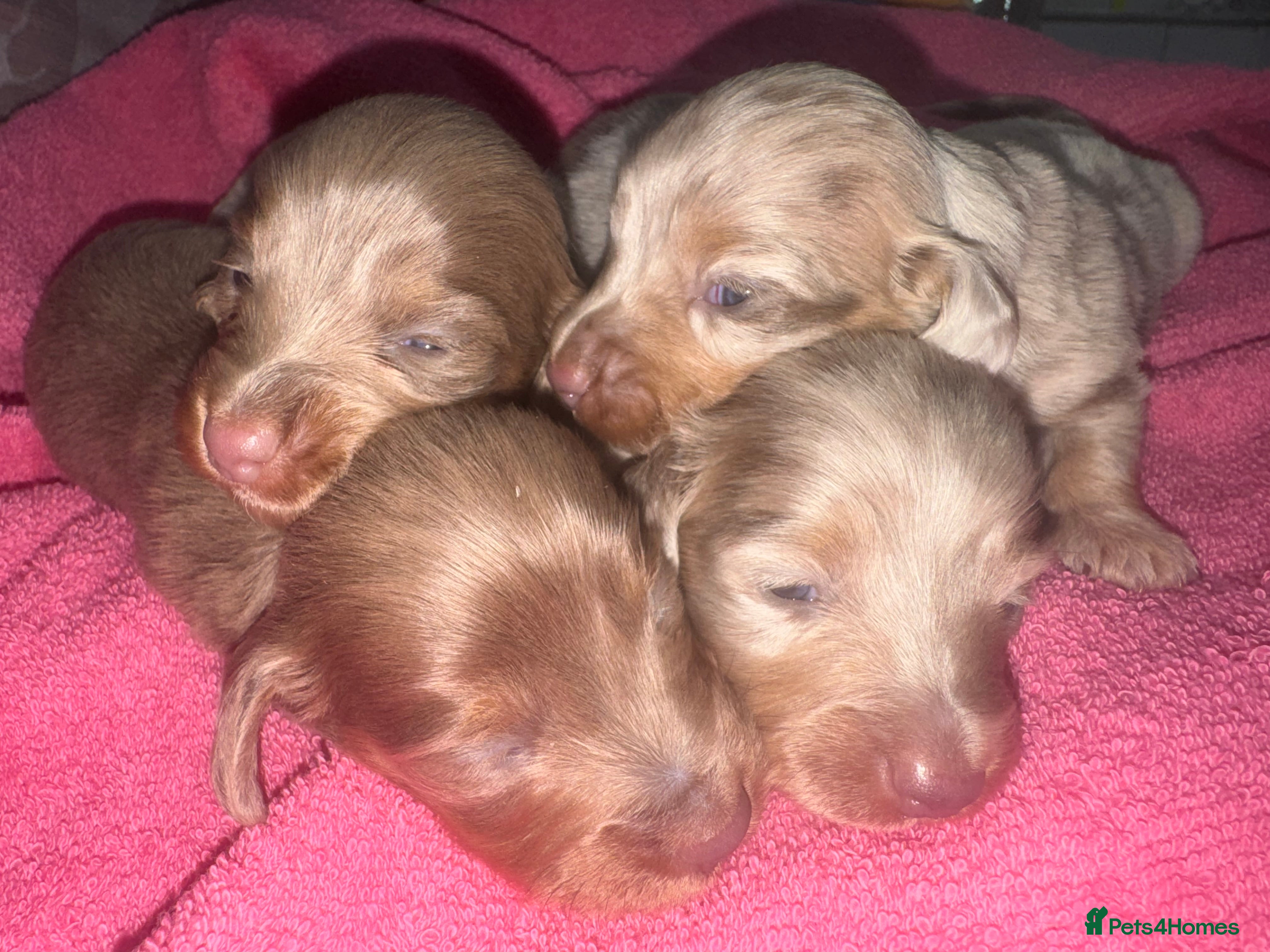 Miniature Dachshund dogs Kc longhair miniature dachshunds - Advert 6