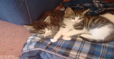 Mixed Breed cats - Advert 12