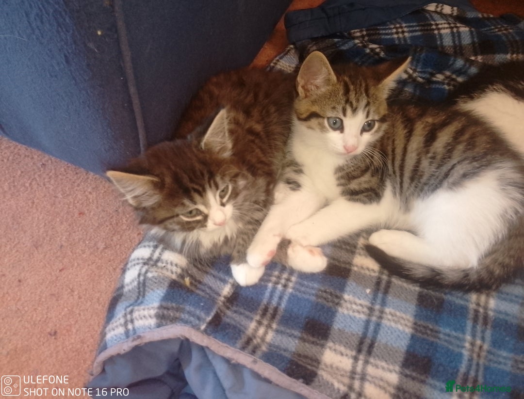 Mixed Breed cats for sale: 9 adorable Disney kitten couples  - Image 2