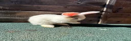 Giant Papillon rabbits for sale: continental giant , minilop , netherland draft - Advert 3