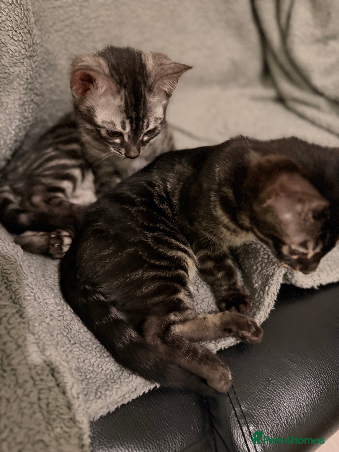 Bengal cats for sale: TICA registered pedigree Bengal Kittens - Advert 30