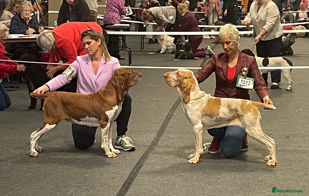 Bracco Italiano dogs for sale: Top Breeder 2021,22,22,24 & 2025 🌟🌟🌟🌟🌟 - Advert 18