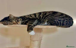American Shorthair cats for sale: Leo & Levy - Image 4