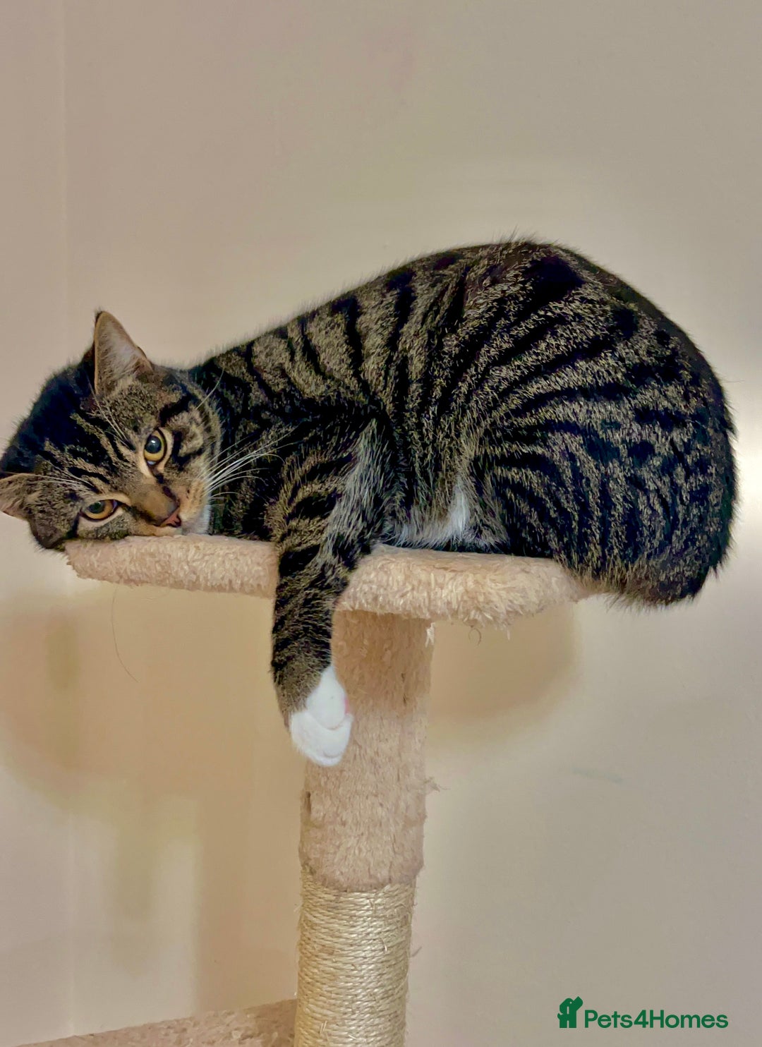 American Shorthair cats for sale: Leo & Levy - Image 4
