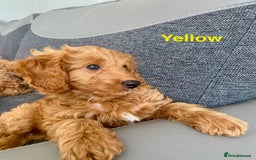 Cockapoo dogs for sale: Beautiful cockpoo boys for sale!! - Image 7