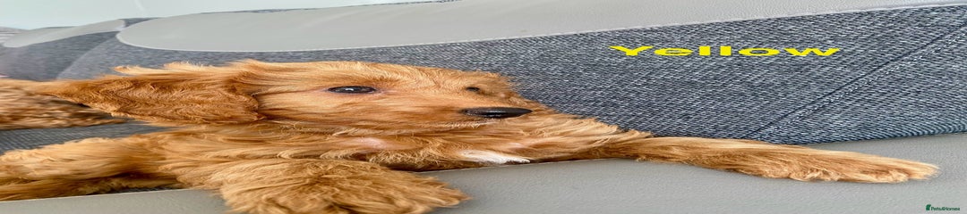 Cockapoo Puppy 3