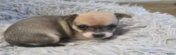 Chihuahua dogs for sale: READY NOW. Chihuahua Puppies - Advert 26