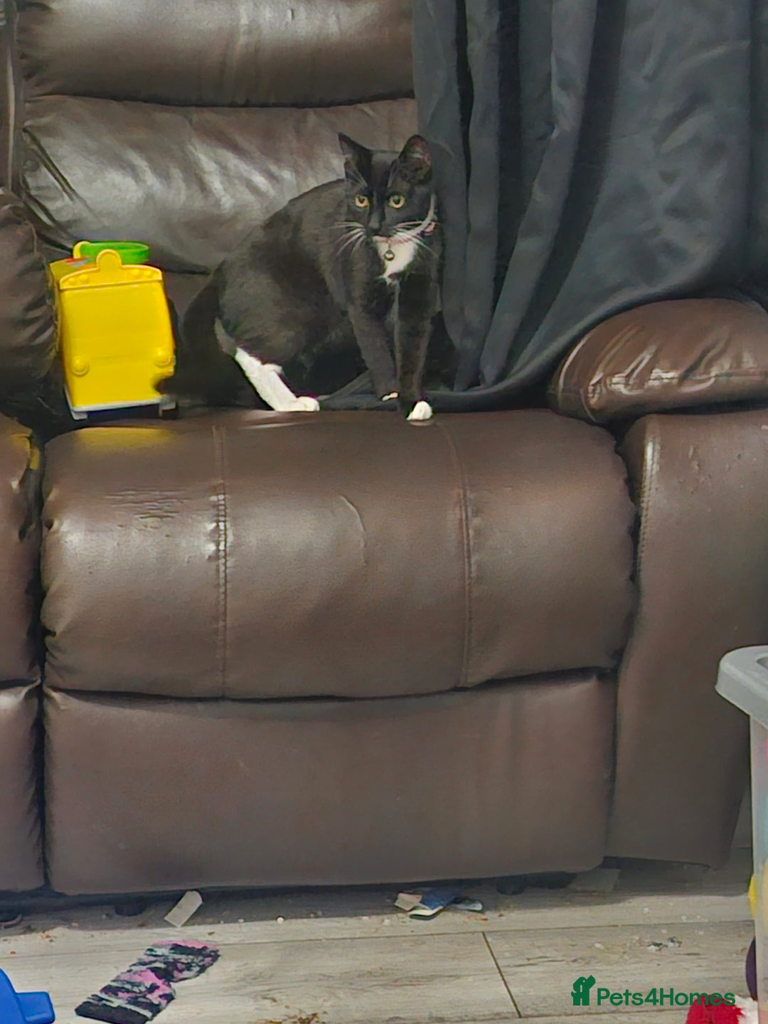 Mixed Breed cats for sale: Female kitten  - Advert 1