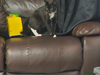 Mixed Breed cats Female kitten - Advert 3