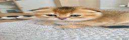Scottish Fold cats for sale: Rare Golden Scottish fold Kittens  in Uxbridge - Advert 7