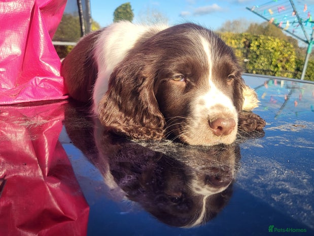 English Springer Spaniel dogs Cracking springer spaniel puppies - Advert 2