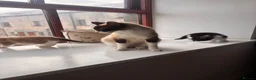 Mixed Breed cats for sale: Female kittens  - Advert 6