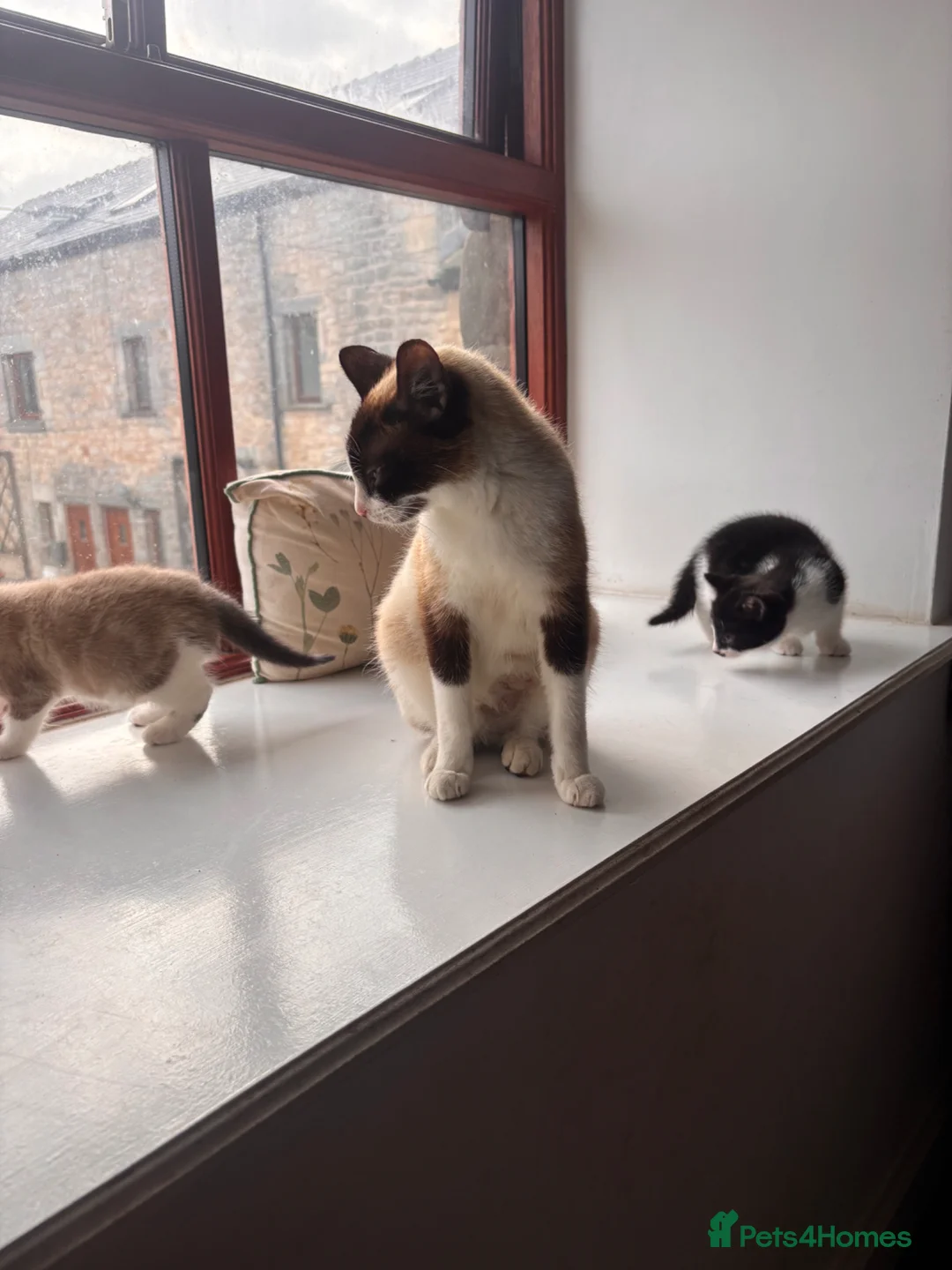 Mixed Breed cats for sale: Female kittens  - Advert 6