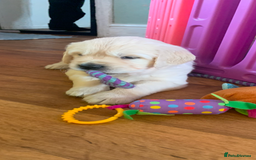 Golden Retriever dogs for sale: Gorgeous KC reg Golden Retriever Puppies - Image 12
