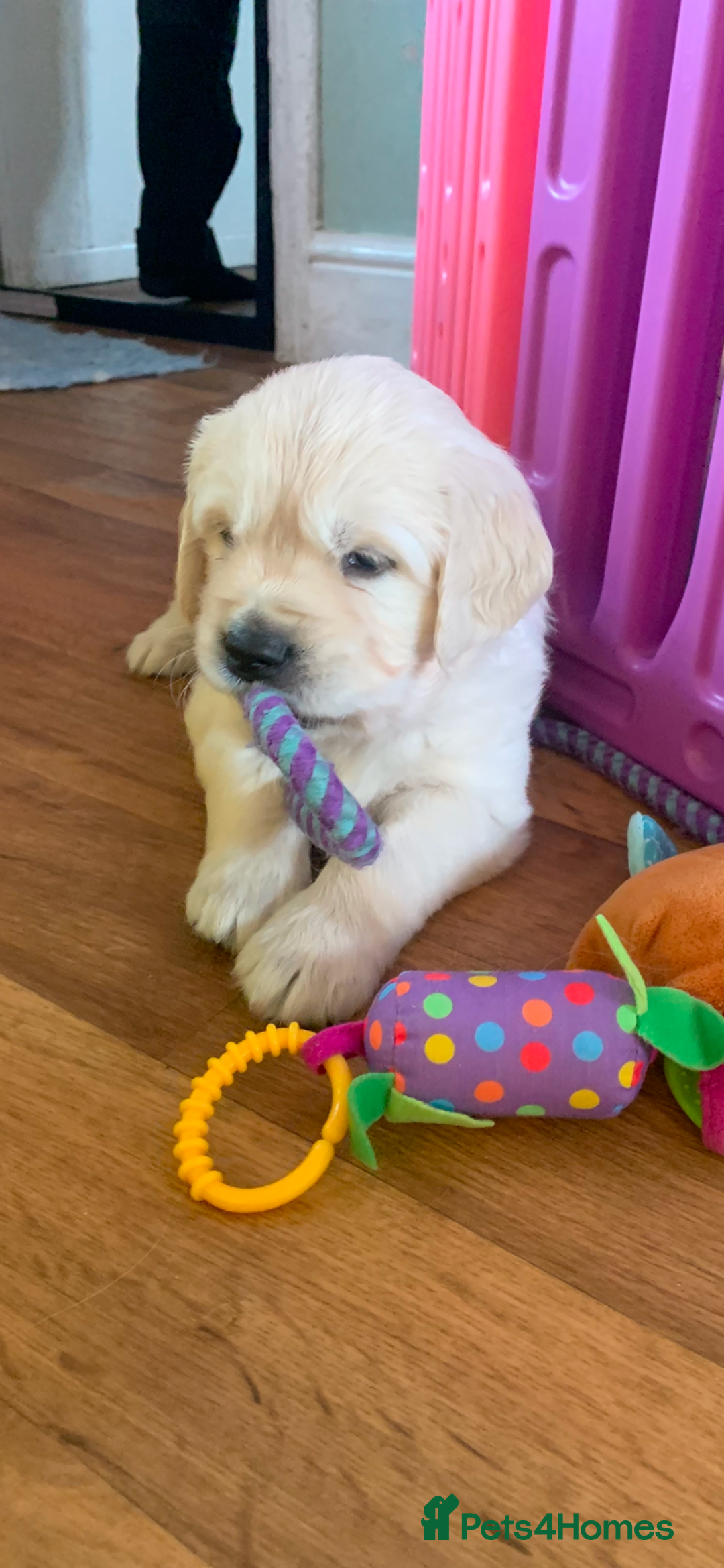 Golden Retriever dogs for sale: Gorgeous KC reg Golden Retriever Puppies - Image 12