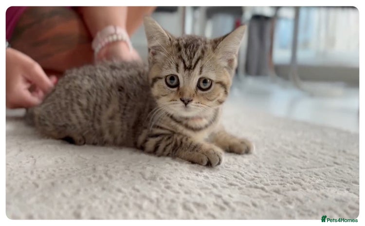 Scottish Fold cats - Advert 7