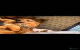 Mixed Breed dogs for sale: Our gorgeous German spitz Henry  - Image 10