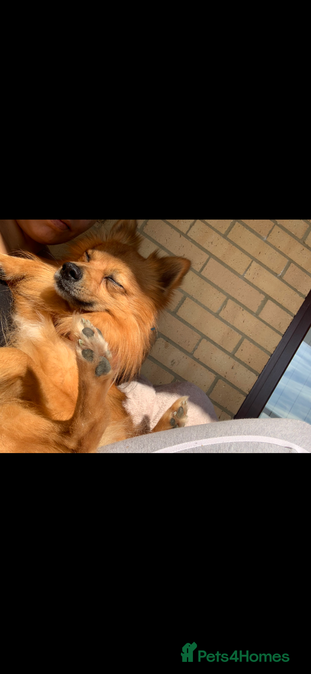 Mixed Breed dogs for sale: Our gorgeous German spitz Henry  - Image 10