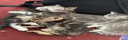 American Shorthair cats for sale: 4 American shorthair kittens - Advert 15