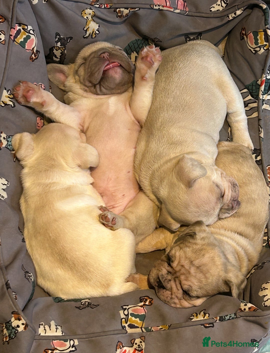 French Bulldog dogs for sale: Beautiful Frenchie babies-4 weeks free insurance - Image 17