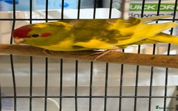 Parakeets birds for sale: Kakarikis For sale  - Advert 6