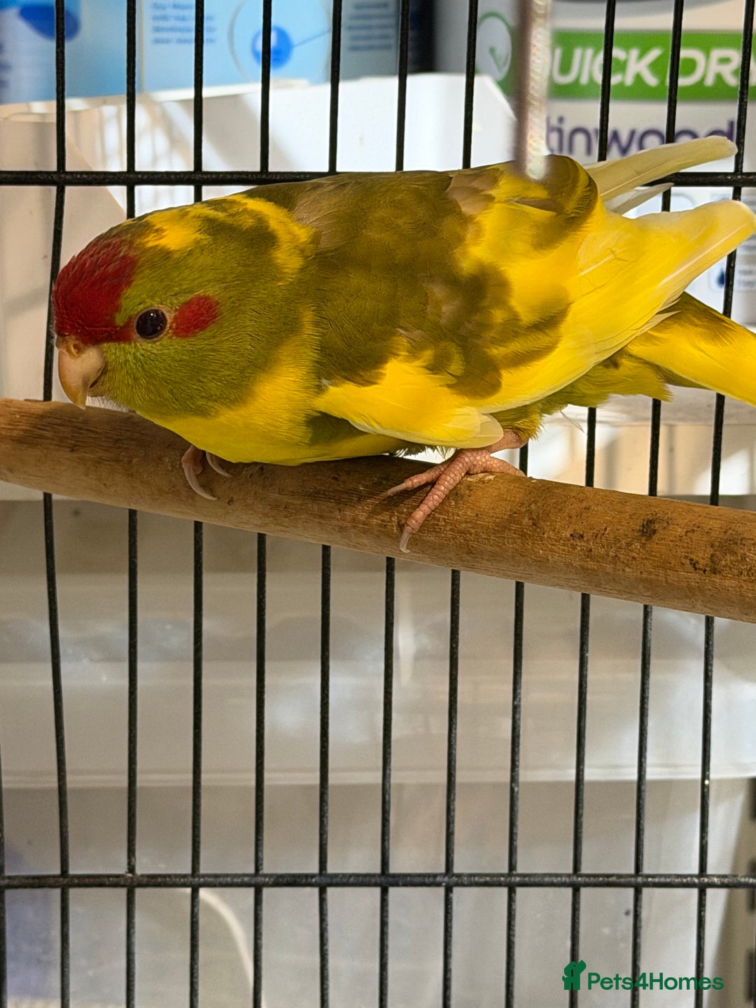 Parakeets birds for sale: Kakarikis For sale  - Advert 6