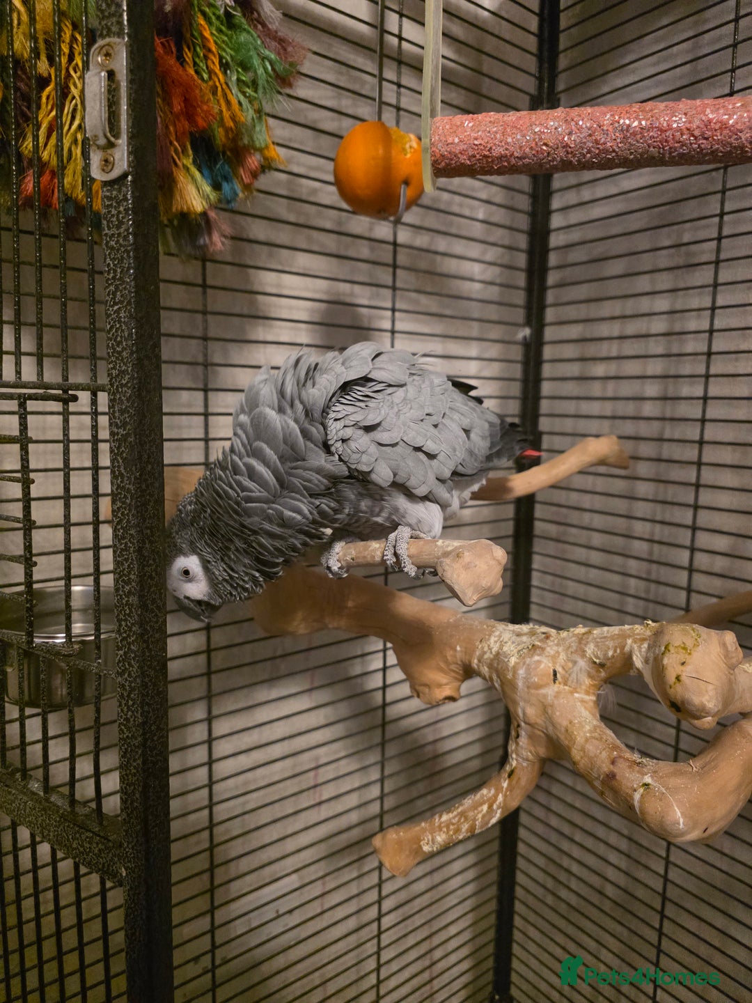 Parrots birds for sale: Congo African Grey female  - Advert 5